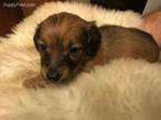 Dachshund Puppy for sale in Perryville, MD, USA