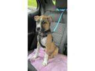 Staffordshire Bull Terrier Puppy for sale in Owings Mills, MD, USA