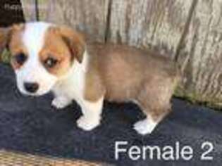Pembroke Welsh Corgi Puppy for sale in Livonia, MO, USA