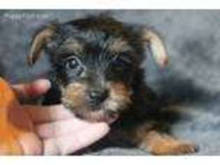 Yorkshire Terrier Puppy for sale in Olla, LA, USA