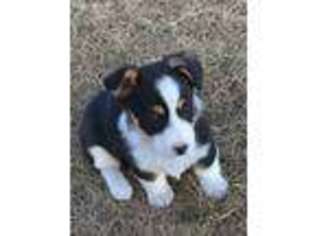 Pembroke Welsh Corgi Puppy for sale in Great Bend, KS, USA