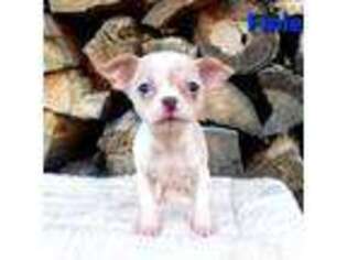 Chihuahua Puppy for sale in Poteau, OK, USA