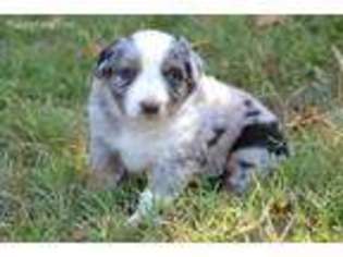 Australian Shepherd Puppy for sale in Westville, OK, USA