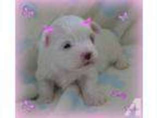 Maltese Puppy for sale in CHAGRIN FALLS, OH, USA