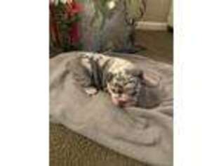 Olde English Bulldogge Puppy for sale in Upland, IN, USA