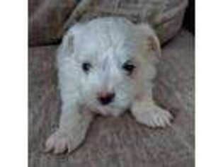 Maltese Puppy for sale in Dickson City, PA, USA