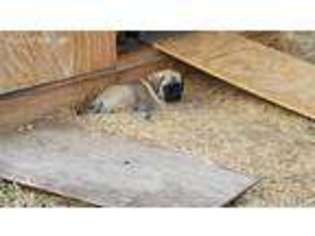 Mastiff Puppy for sale in Ringwood, OK, USA