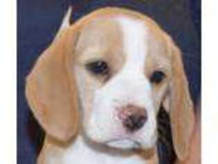Beagle Puppy for sale in Fieldton, TX, USA