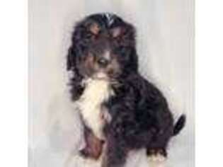 Mutt Puppy for sale in White Lake, SD, USA