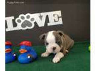 Boston Terrier Puppy for sale in Winlock, WA, USA