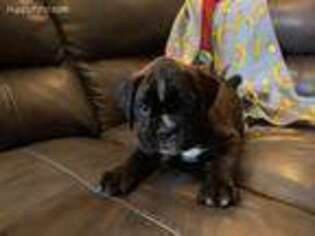 Boxer Puppy for sale in South Charleston, OH, USA