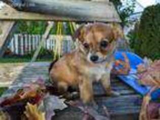 Chihuahua Puppy for sale in Lebanon, PA, USA
