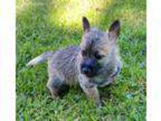 Cairn Terrier Puppy for sale in Naples, TX, USA