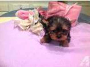 Yorkshire Terrier Puppy for sale in SAN ANTONIO, TX, USA