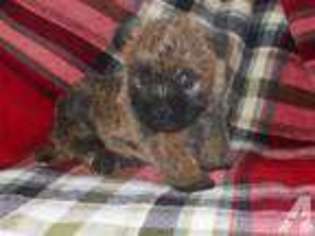 Cairn Terrier Puppy for sale in PRIEST LAKE, ID, USA