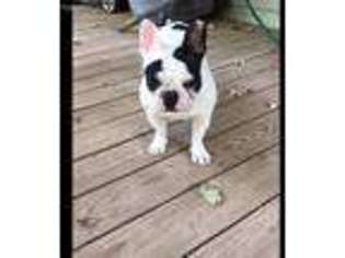 French Bulldog Puppy for sale in Carbondale, IL, USA