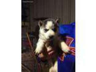 Siberian Husky Puppy for sale in Blossom, TX, USA