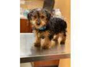 Yorkshire Terrier Puppy for sale in Beltsville, MD, USA
