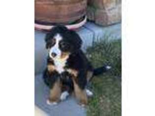 Bernese Mountain Dog Puppy for sale in Elizabeth, CO, USA