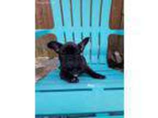 French Bulldog Puppy for sale in Kennett Square, PA, USA