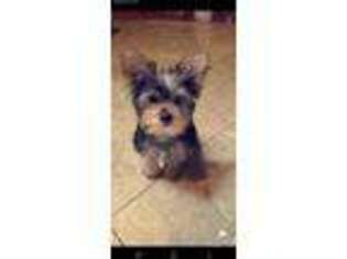 Yorkshire Terrier Puppy for sale in Sunnyside, WA, USA