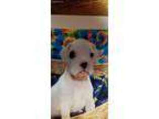 Boxer Puppy for sale in Ypsilanti, MI, USA