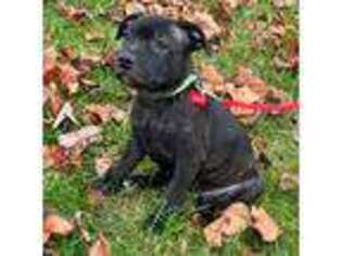 Staffordshire Bull Terrier Puppy for sale in Wilmington, DE, USA