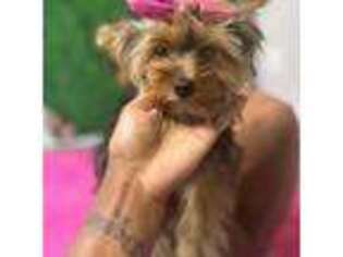 Yorkshire Terrier Puppy for sale in Tyrone, GA, USA