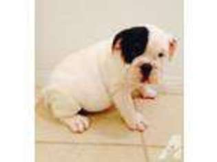 Bulldog Puppy for sale in BAKERSFIELD, CA, USA