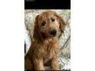 Goldendoodle Puppy for sale in West Paducah, KY, USA