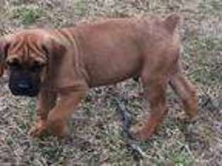 Cane Corso Puppy for sale in Centerville, IN, USA