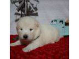 Samoyed Puppy for sale in Coalgate, OK, USA