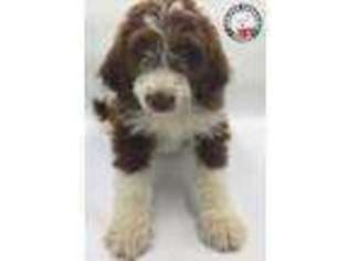 Mutt Puppy for sale in Quincy, FL, USA