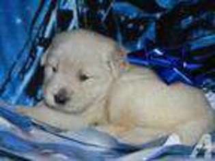 Labrador Retriever Puppy for sale in PARKTON, NC, USA