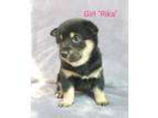 Shiba Inu Puppy for sale in Brighton, MI, USA