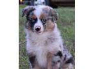 Miniature Australian Shepherd Puppy for sale in Heavener, OK, USA
