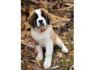 Saint Bernard Puppy for sale in Bunker Hill, IN, USA