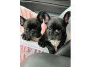 French Bulldog Puppy for sale in Mulberry, KS, USA