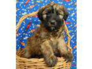 Soft Coated Wheaten Terrier Puppy for sale in Oxford, MA, USA