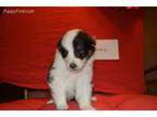 Shetland Sheepdog Puppy for sale in Adkins, TX, USA