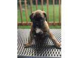 Boxer Puppy for sale in Westtown, NY, USA