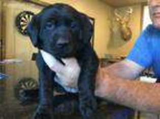 Labrador Retriever Puppy for sale in Murfreesboro, TN, USA
