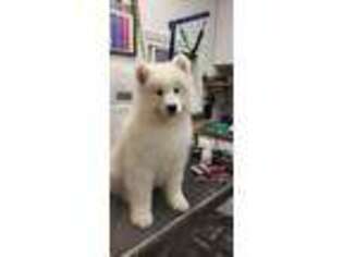 Samoyed Puppy for sale in Avis, PA, USA
