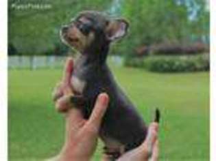 Chihuahua Puppy for sale in Summit, MS, USA