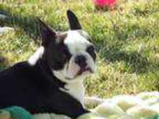 Boston Terrier Puppy for sale in Silver Springs, NV, USA