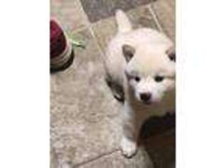 Shiba Inu Puppy for sale in Moravia, NY, USA