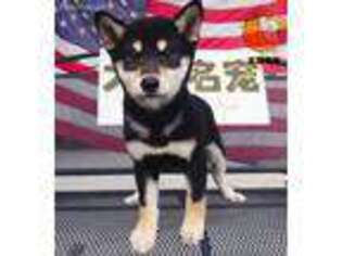 Shiba Inu Puppy for sale in Los Angeles, CA, USA