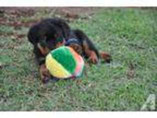 Rottweiler Puppy for sale in SPENCER, MA, USA