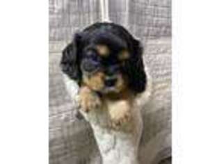 English Toy Spaniel Puppy for sale in New Columbia, PA, USA
