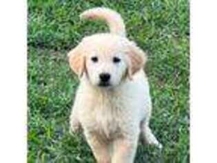 Golden Retriever Puppy for sale in Bridgeton, NJ, USA